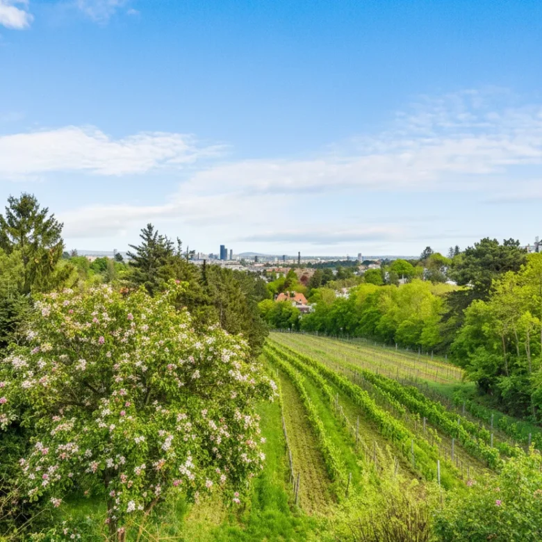 Wienblick / Weingarten